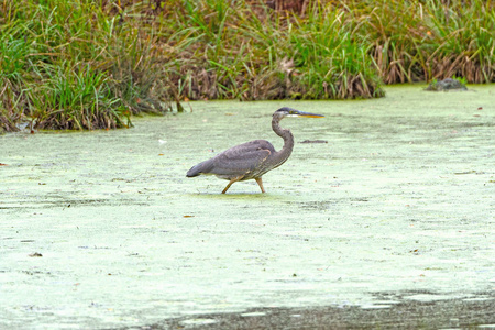 在一个池塘里的绿色蓝鹭狩猎