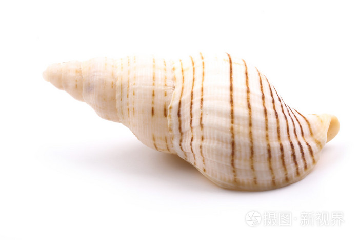 孤立在白色的贝壳