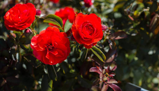 三鲜艳的红玫瑰盛开在花园里