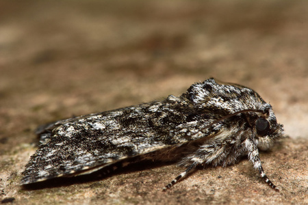 灰色蛾在配置文件中的杨树灰色蛾 acronicta 金蝇照片