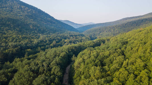 空中鸟瞰的夏季绿树和山, 高加索, 俄罗斯。无人机摄影。针叶树和落叶树木。美丽的全景照片在松树林的顶端