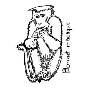 凤头黑猕猴阀盖猕猴-矢量图草图手绘与孤立的白色背景上的黑色线条