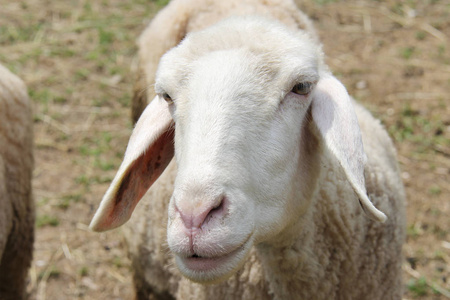 白色的小羊羔 看着你的脸相似素材图片 摄图新视界