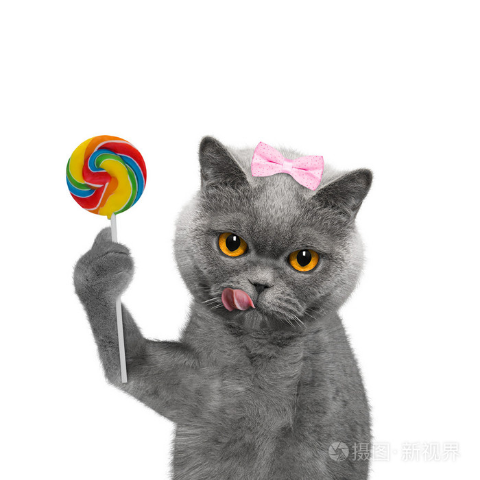小猫看着惊喜的糖果棒棒糖