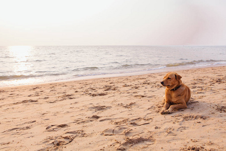可爱的红狗放松在沙滩上的日落期间