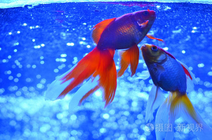 两条红尾银鱼漂浮在浅蓝色水面上