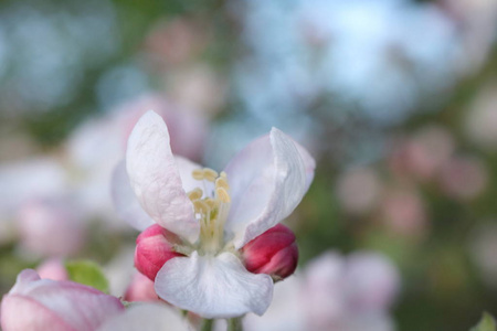 早春开花苹果。苹果树在5月。苹果园在一个晴朗的日子。月的可能