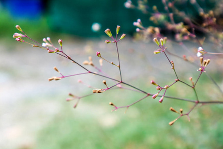 花园里雨落后草上的小花图片