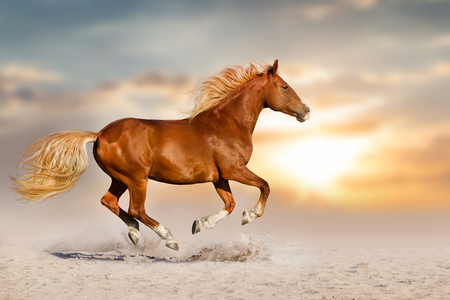 马在沙漠中运行