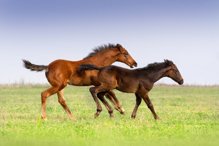 两个小马两个小马驹发挥照片