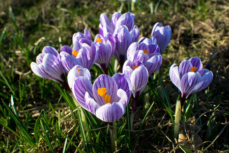 在德国的春天的花朵