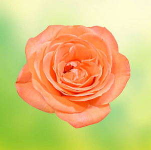 橘红色玫瑰花语，收起来，孤立，背景