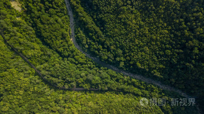 针叶树和落叶树木, 森林路.美丽的全景照片在松树林的顶端