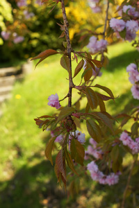 梅花石楠春花