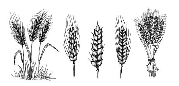 小麦幼穗的设置集合