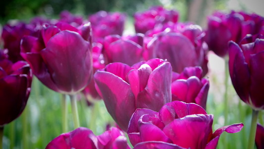 郁金香花园五颜六色的花朵图片
