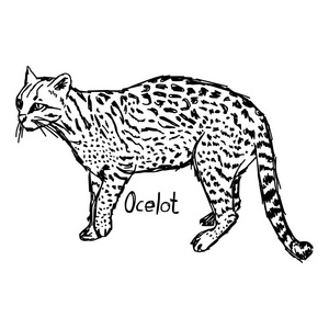 豹猫矢量图草图手绘与孤立的白色背景上的黑色线条