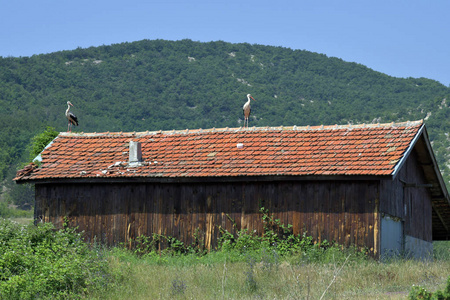 保加利亚, 两个鹳在屋顶上