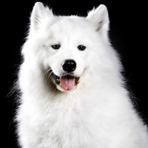 萨摩耶德犬黑色照片