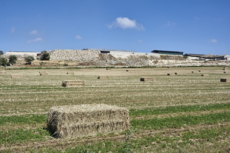 意大利 西西里 古沙省，农村，收获干草字段