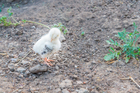 在村子院子里散步的小小鸡