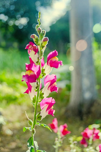 红色与黄色 Antirrhinums 龙花或金鱼草