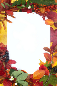 帧彩色的秋天叶子上孤立的白色背景
