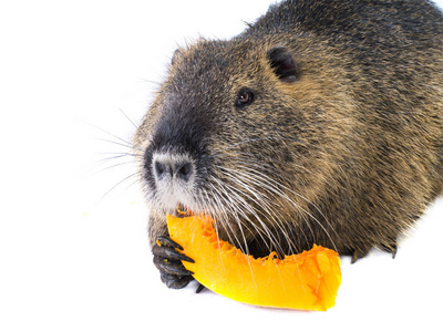 海狸吃吃南瓜海狸鼠 (海狸) 又名河鼠或海狸鼠哺乳动物动物隔离在白色