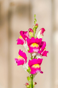 红色与黄色 Antirrhinums 龙花或金鱼草