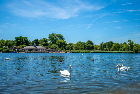 英国伦敦海德公园天鹅湖景观图片