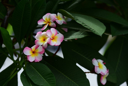 花园里五颜六色的花朵。鸡蛋花开花。花园里美丽的花朵在夏天盛开。园景园正式花园。公园。美丽的花园