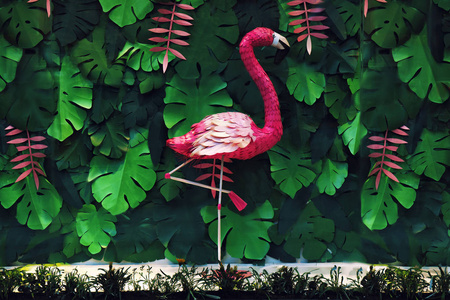 火烈鸟植物图片