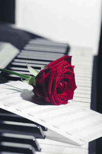 红玫瑰大钢琴, 特写