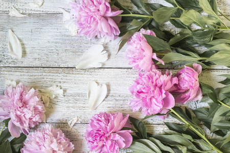 特写美丽的粉红色 Peonie 花与花瓣在白色的木质背景。平躺