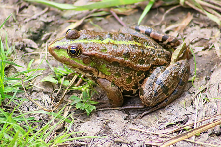 沼泽青蛙 黑斑 ridibundus 属于真正的青蛙的家庭 在泥