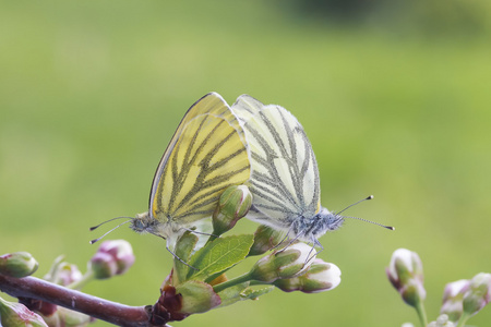 你若盛开蝴蝶自来图片