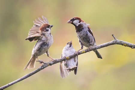 雄性麻雀关闭三只鸟夏天麻雀在树枝上争辩照片