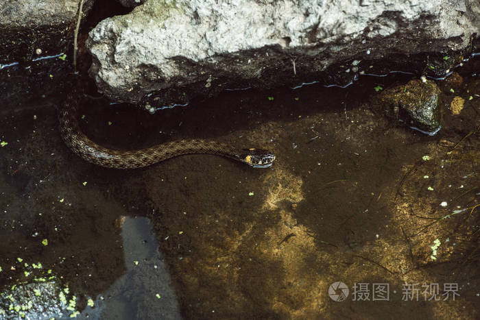 蛇怪蜥蜴潜水图片