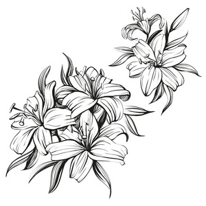 花盛开的百合花设置手绘制的矢量插图速写照片