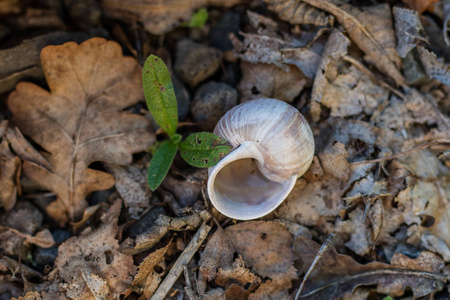 石地上的蜗牛壳。 五颜六色的软体动物外壳。 季节