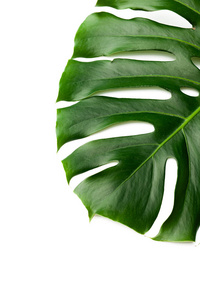 白色背景龟背竹的深绿色叶子