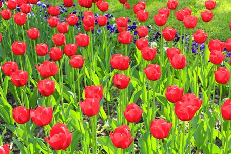 红色郁金香花床上图片