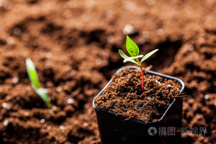 绿豆芽生长在地面