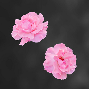 粉红玫瑰花朵，收起来，孤立