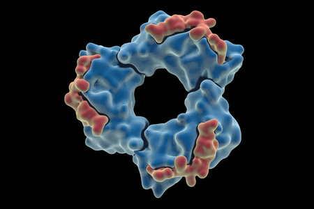 DNA聚合酶。 人类DNA聚合物的晶体结构
