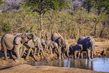 非洲灌木大象在克鲁格国家公园, 南非Elephantidae 非洲象属基利坎贝尔家族的钱币