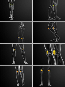 3d 渲染医学插图的髌骨骨