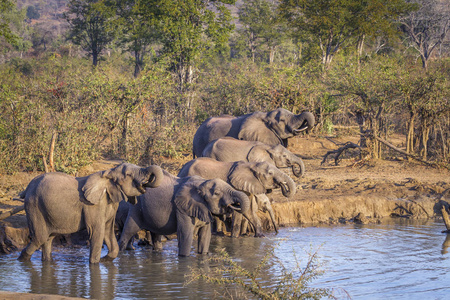 非洲灌木大象在克鲁格国家公园, 南非Elephantidae 非洲象属基利坎贝尔家族的钱币