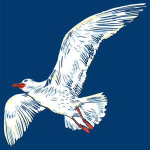 海鸥飞行鸟和海鸟.海,白色背景上分离.