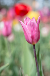 春园盛开的七彩郁金香花